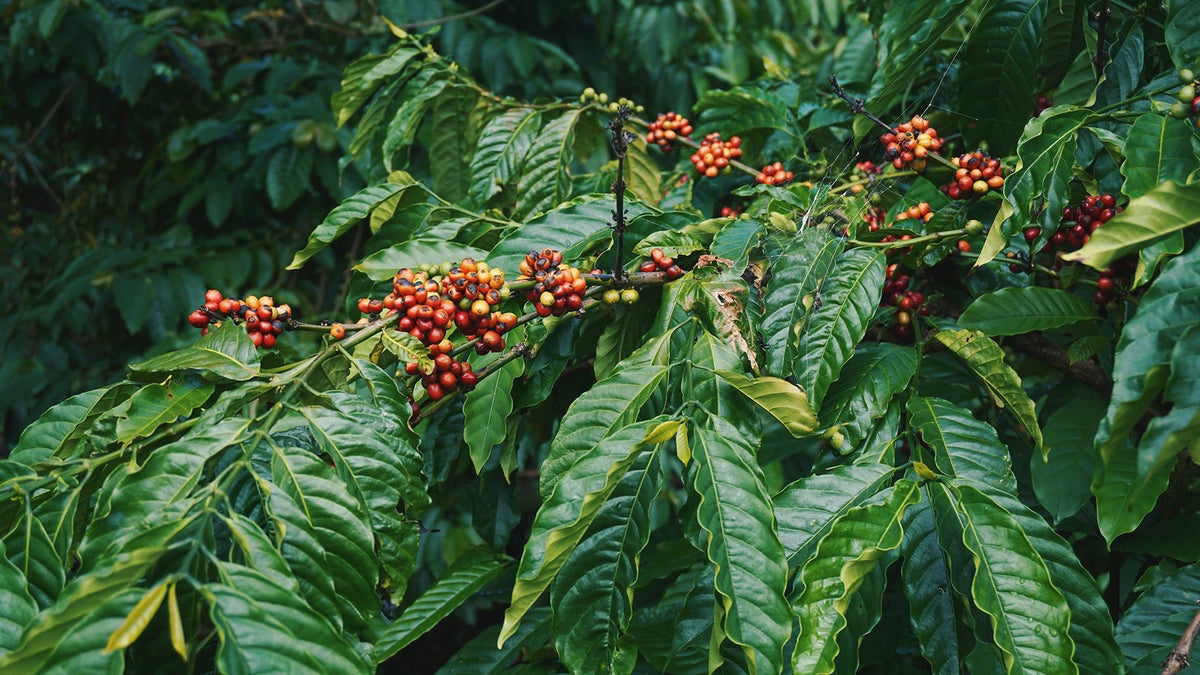 Everything You Need to Know About Single-Origin Beans